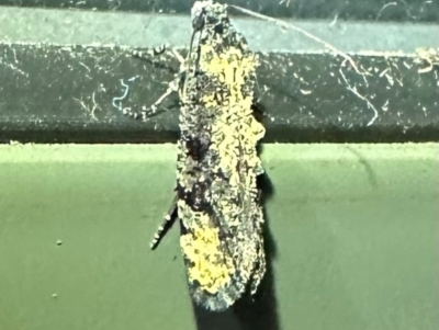 Thomintarra primaeva (A Tineid moth (Tineinae)) at Murramarang National Park - 19 Feb 2024 by Pirom