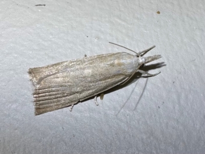 Calamotropha delatalis (a Crambid moth (Crambinae)) at Murramarang National Park - 22 Feb 2024 by Pirom