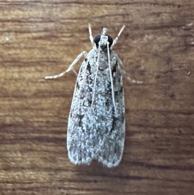 Scoparia (genus) (Unidentified Scoparia moths) at Murramarang National Park - 22 Feb 2024 by Pirom