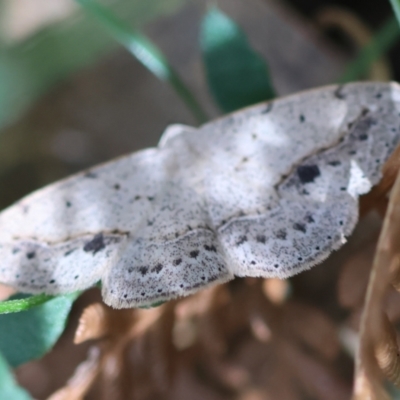 Taxeotis perlinearia (Spring Taxeotis) at Mongarlowe River - 28 Feb 2024 by LisaH