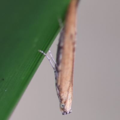 Batrachedra (genus) (The single genus of family Batrachedridae) at QPRC LGA - 29 Feb 2024 by LisaH