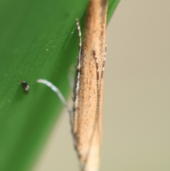 Batrachedra (genus) at suppressed - 29 Feb 2024