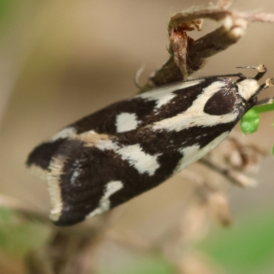 Epithymema incomposita (Chezela group) at Mongarlowe River - 29 Feb 2024 by LisaH