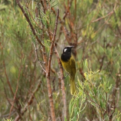 Nesoptilotis leucotis (White-eared Honeyeater) at Kambah, ACT - 28 Dec 2023 by Rixon