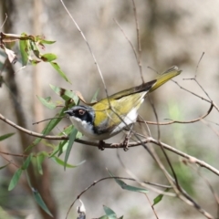 Melithreptus lunatus (White-naped Honeyeater) at Tidbinbilla Nature Reserve - 28 Dec 2023 by Rixon