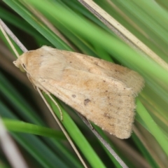 Helicoverpa (genus) (A bollworm) at Mongarlowe, NSW - 29 Feb 2024 by LisaH