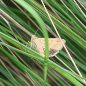 Helicoverpa (genus) at QPRC LGA - 29 Feb 2024