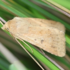 Helicoverpa (genus) at QPRC LGA - 29 Feb 2024