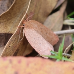 Chezala privatella (A Concealer moth) at Mongarlowe River - 29 Feb 2024 by LisaH