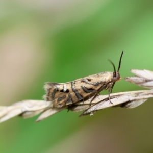 Glyphipterix cyanochalca at QPRC LGA - suppressed