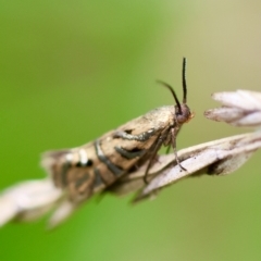 Glyphipterix cyanochalca at QPRC LGA - suppressed