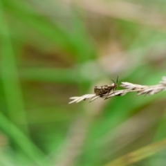 Glyphipterix cyanochalca at QPRC LGA - suppressed