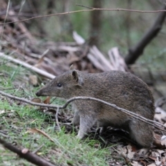 Isoodon obesulus obesulus (Southern Brown Bandicoot) at Paddys River, ACT - 28 Dec 2023 by Rixon