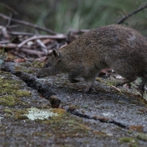 Isoodon obesulus obesulus at Tidbinbilla Nature Reserve - 28 Dec 2023