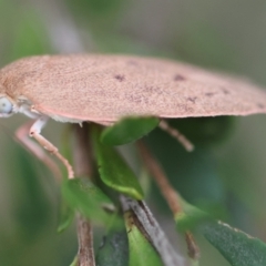 Garrha leucerythra (A concealer moth) at Mongarlowe River - 29 Feb 2024 by LisaH