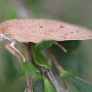 Garrha leucerythra at QPRC LGA - 29 Feb 2024