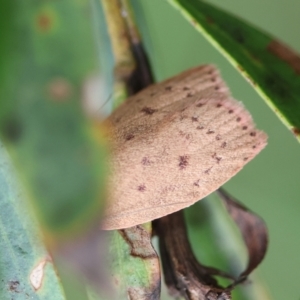 Garrha leucerythra at QPRC LGA - 29 Feb 2024