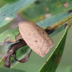 Garrha leucerythra at QPRC LGA - 29 Feb 2024