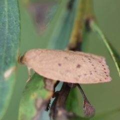 Garrha leucerythra at QPRC LGA - 29 Feb 2024