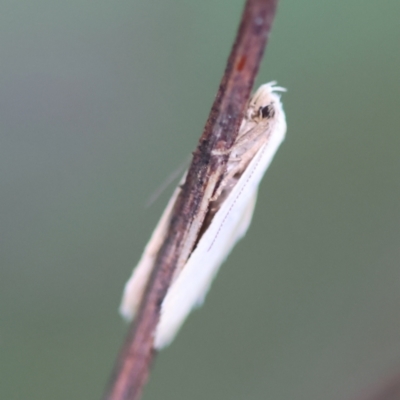 Zacorus carus at Mongarlowe, NSW - 29 Feb 2024 by LisaH