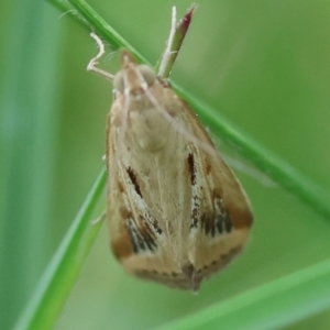 Achyra massalis at QPRC LGA - suppressed