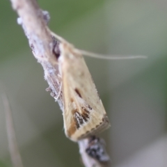 Achyra massalis at QPRC LGA - suppressed