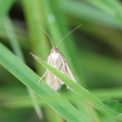 Achyra massalis at QPRC LGA - suppressed