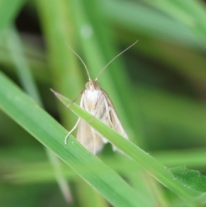 Achyra massalis at QPRC LGA - suppressed