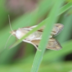 Achyra massalis at QPRC LGA - suppressed