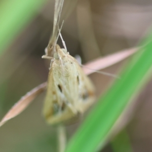 Achyra massalis at QPRC LGA - suppressed