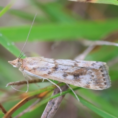 Achyra affinitalis (Cotton Web Spinner) at Mongarlowe River - 29 Feb 2024 by LisaH