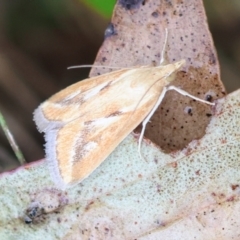 Achyra massalis at QPRC LGA - suppressed