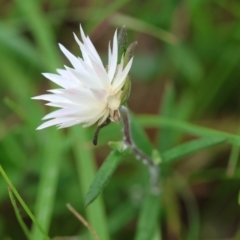 Helichrysum leucopsideum (Satin Everlasting) at Mongarlowe River - 29 Feb 2024 by LisaH