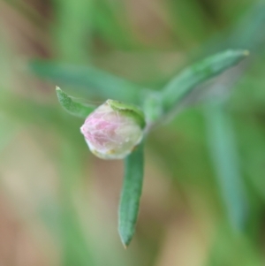 Helichrysum leucopsideum at QPRC LGA - suppressed