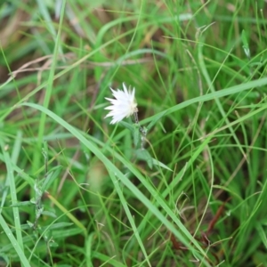 Helichrysum leucopsideum at QPRC LGA - suppressed