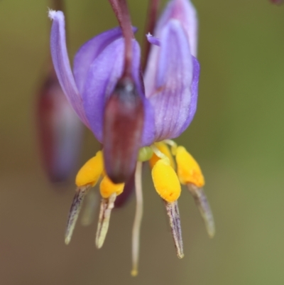 Dianella sp. (Flax Lily) at Mongarlowe River - 29 Feb 2024 by LisaH