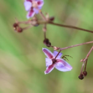 Dianella sp. at QPRC LGA - 29 Feb 2024