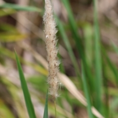 Imperata cylindrica (Blady Grass) at Mongarlowe, NSW - 29 Feb 2024 by LisaH