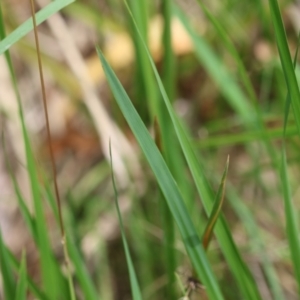 Imperata cylindrica at QPRC LGA - 29 Feb 2024