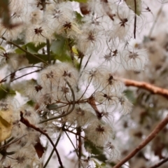 Clematis aristata (Mountain Clematis) at QPRC LGA - 29 Feb 2024 by LisaH