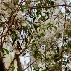 Clematis aristata at QPRC LGA - 29 Feb 2024