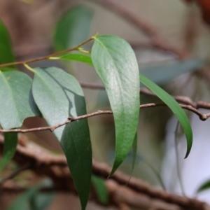 Clematis aristata at QPRC LGA - 29 Feb 2024