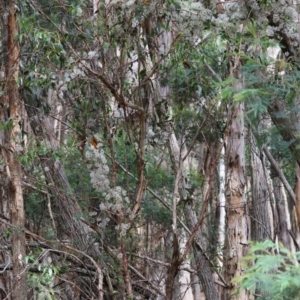 Clematis aristata at QPRC LGA - 29 Feb 2024