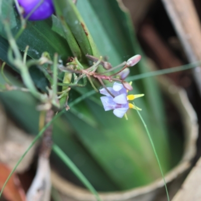 Dianella caerulea (Common Flax Lily) at Mongarlowe River - 28 Feb 2024 by LisaH