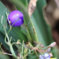 Dianella caerulea at QPRC LGA - 29 Feb 2024