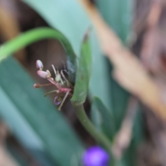 Dianella caerulea at QPRC LGA - 29 Feb 2024