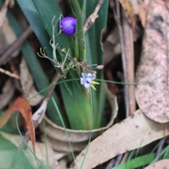 Dianella caerulea at QPRC LGA - 29 Feb 2024