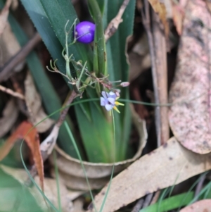 Dianella caerulea at QPRC LGA - 29 Feb 2024