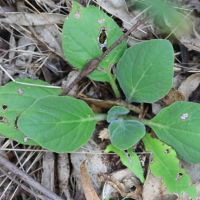 Echium plantagineum (Paterson's Curse) at Mongarlowe River - 28 Feb 2024 by LisaH