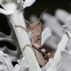 Valanga irregularis (Hedge Grasshopper) at Wellington Point, QLD - 23 Feb 2024 by TimL